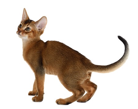 Purebred abyssinian kitten isolated on white backgroundの写真素材