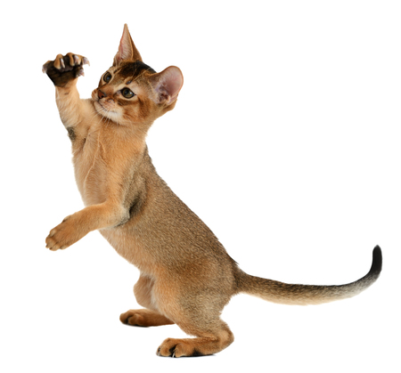 Purebred abyssinian kitten isolated on white backgroundの写真素材