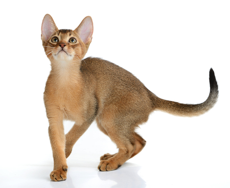 Purebred abyssinian kitten isolated on white backgroundの写真素材
