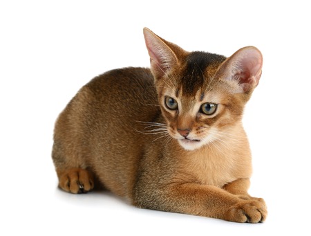 Purebred abyssinian kitten isolated on white backgroundの写真素材