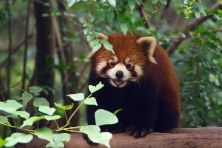Portrait of a cute Red Panda Bear