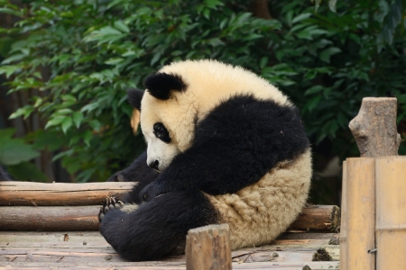 Giant panda bear resting at Chengdu, Chinaの写真素材