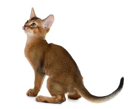 Purebred abyssinian kitten isolated on white backgroundの写真素材
