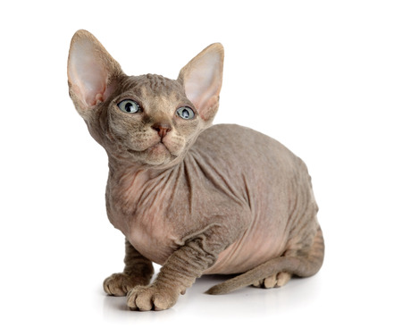 The Canadian hairless sphynx isolated on white backgroundの写真素材