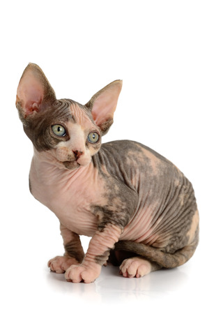 The Canadian hairless sphynx isolated on white backgroundの写真素材