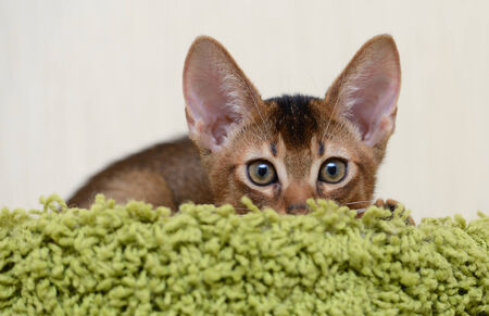 Portrait of a cute abyssinian kitten in the houseの写真素材