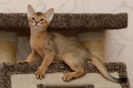 Portrait of a cute abyssinian kitten in the houseの写真素材