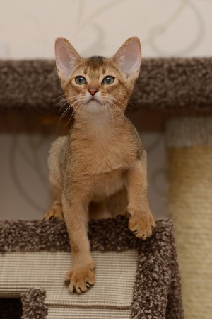 Portrait of a cute abyssinian kitten in the houseの写真素材