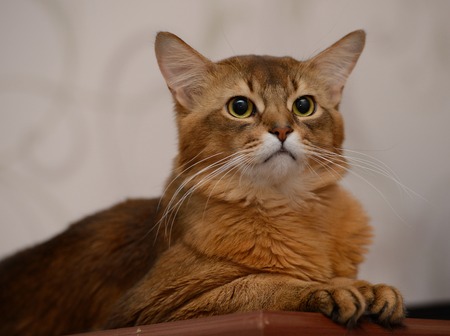 Portrait of a cute somali cat in the houseの写真素材