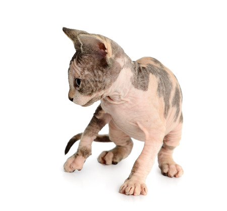 The Canadian hairless sphynx isolated on white background