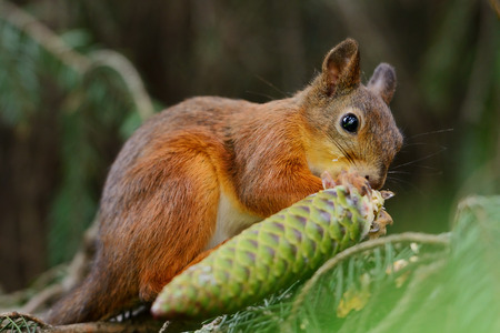 Portrait of a red squirrel sitting on a treeの写真素材