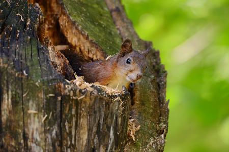 Portrait of a red squirrel sitting on a tree