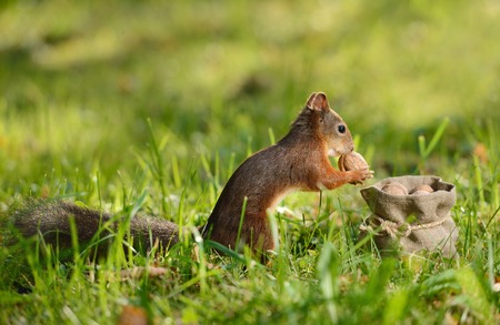 Portrait of a red squirrel sitting near a bag with nuts