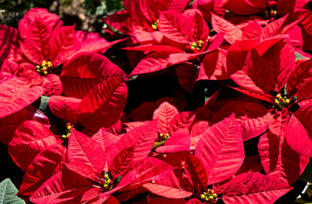 Red Poinsettia in a Garden - GyeongGi-Do, KOREA