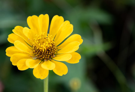 Yellow Common Zinnia dahlia Flowerの写真素材
