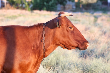 Brown cow grazing on the dry grass in the evening