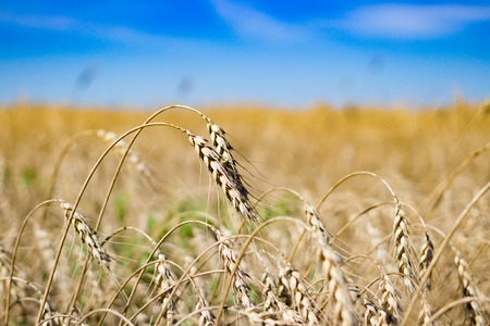 ears of corn in a field and sky in the summerの写真素材