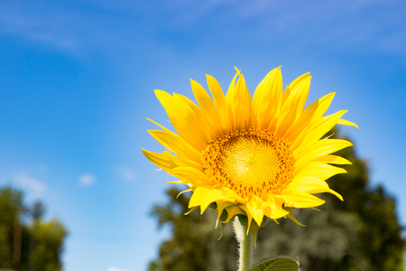 Opened flower sunflower in the summer dayの写真素材