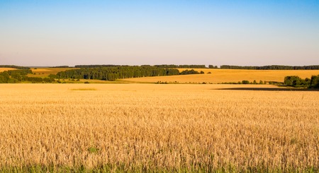 Wheat field to the horizon in the evening