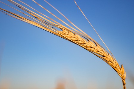 Ear of wheat and the sky in the morning