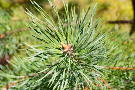 Pine branch close up in the daytime