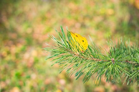 Pine and yellow leaf closeup branch by the day