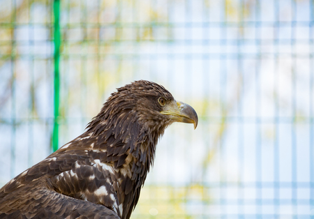 Bird eagle closeup day. Head. In the daytime