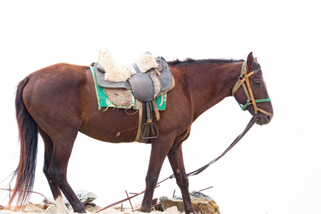 A brown horse walking on the rocks in autumnの写真素材