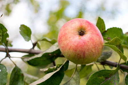 Red apple on the branch closeup in the morningの写真素材