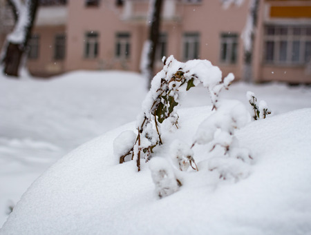 Tree branch under snow in the city in the daytimeの写真素材