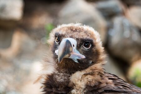 Bird vulture closeup in the afternoon. Head. In the daytimeの写真素材