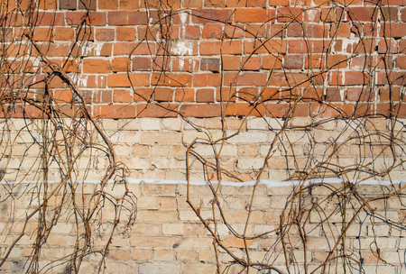 Background of white and red bricks in the daytimeの写真素材