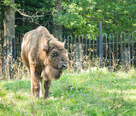 Brown bison walking on the grass in the daytimeの写真素材