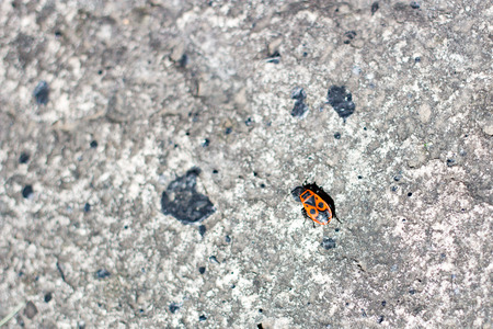 One firebug on a stone in the summerの写真素材