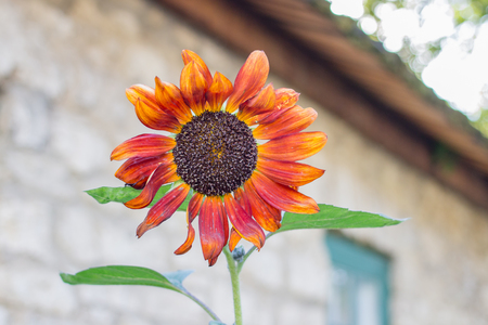 Red yellow flower sunflower on wall backgroundの写真素材