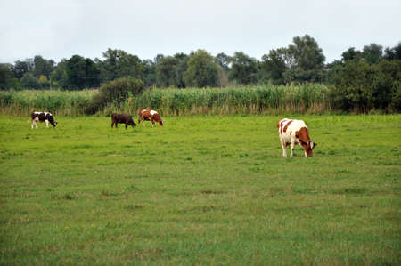 cows in a meadowの写真素材