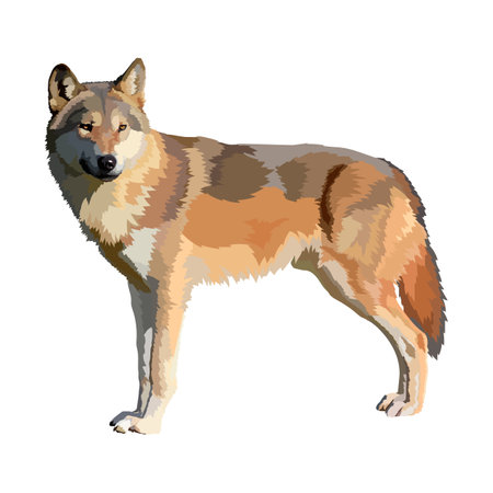 Wolf realistic icon.Vector illustration wild animal.のイラスト素材