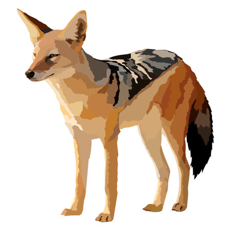 Realistic jackal isolated vector illustration wild animal.のイラスト素材