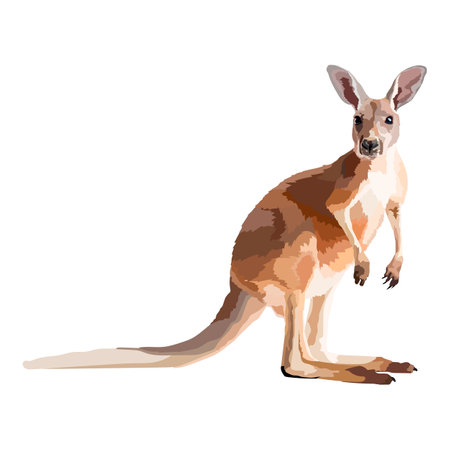 Realistic kangaroo on white background vector illustration.のイラスト素材