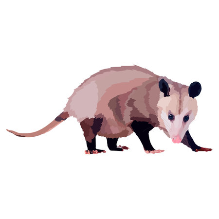 Realistic North American opossum vector illustration wild animalのイラスト素材