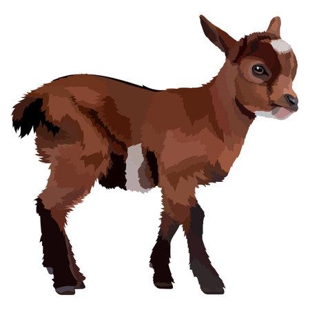 Realistic goat , side view, isolated farm animals.のイラスト素材