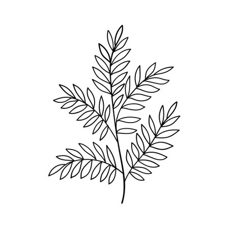 Botanical Leaf. Hand-drawn botanical leaf illustration with elegant line details, perfect for minimalistic nature-themed designs, tattoos, or herbal packaging.のイラスト素材