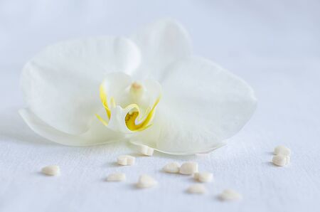 White orchid with small hearts on white background.の写真素材