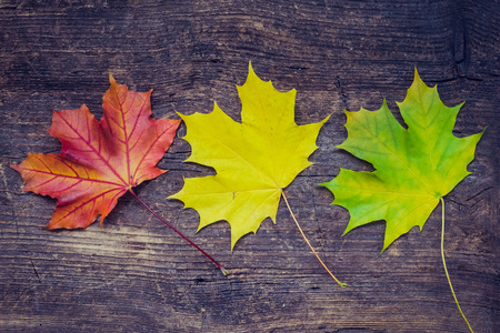 Autumn leaf life cycle. Autumn background with colorful fall maple leaves on rustic wooden table....