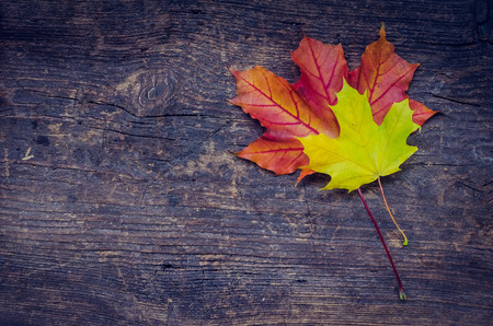 Autumn background with red and yellow fall maple leaves on rustic wooden table with place for text. Thanksgiving autumn holidays background concept. Copy space. Top view.の写真素材