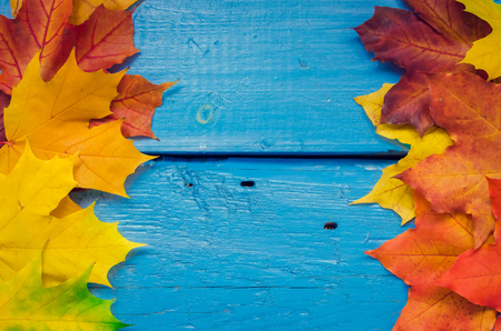 Autumn background with colorful fall maple leaves on blue rustic wooden table with place for text. Thanksgiving autumn holidays background concept. Frame with autumn leaves. Copy space. Top view.の写真素材