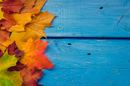 Autumn background with colorful fall maple leaves on blue rustic wooden table with place for text. Thanksgiving autumn holidays background concept. Frame with autumn leaves. Copy space. Top view.の写真素材