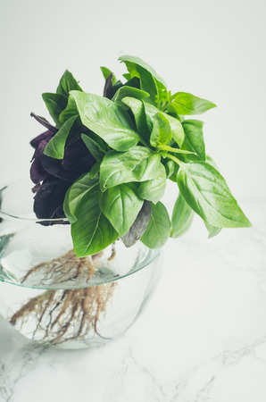 Bunch of fresh basil in glass jar on marble table. Bundle of organic basil from local farmers. Copy space.の写真素材