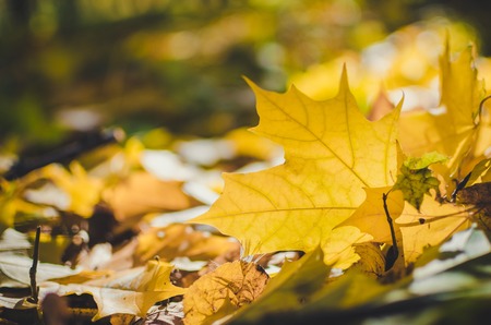 Golden autumn scene in a park with falling leaves. Vibrant fall foliage. The sun shining through the leaf. Selective focus.の写真素材