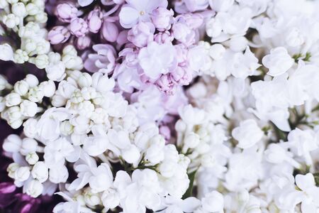 Beautiful spring flowers lilac textureの写真素材
